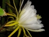Dama di Anochi, Cereus grandiflorus