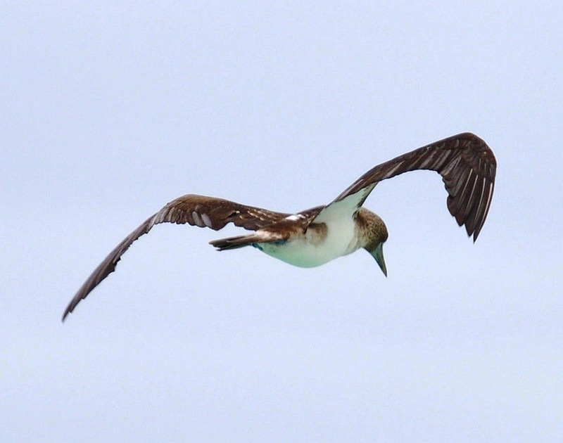 Flying Booby