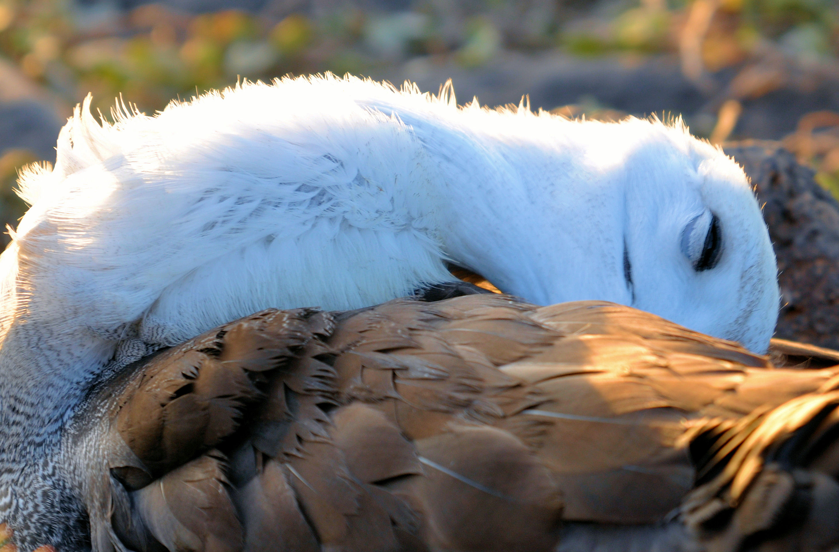Baby albatros doet een dutje in de late middagzon