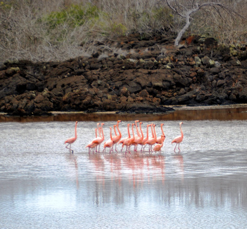 Flamingo\'s