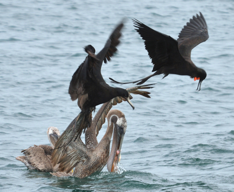 Twee vogels vechten om een vis en de pelikaan heeft hem..