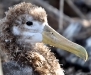 baby Albatros