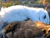 Baby albatros doet een dutje in de late middagzon