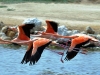 Flamingo\'s